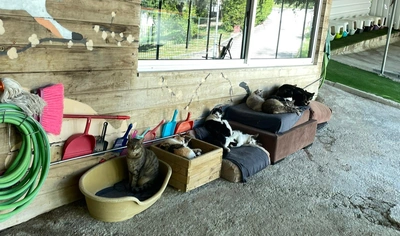 vários gatos a dormir em cestos no gatil